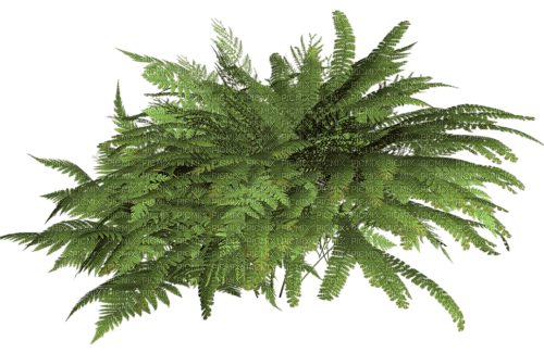 Plante - nemokama png