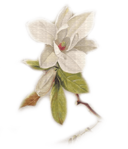 flores transparentes dubravka4 - Free PNG