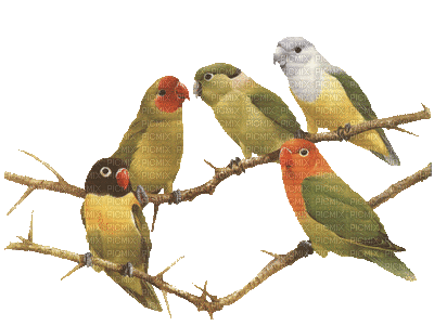 birds - GIF animado gratis