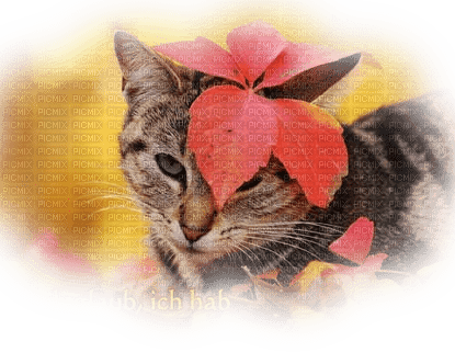 Herbst automne autumn cat chat - PNG gratuit