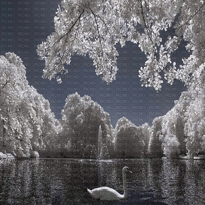 animated background black white swan - Бесплатный анимированный гифка