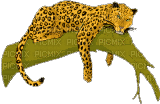 tiger - Zdarma animovaný GIF