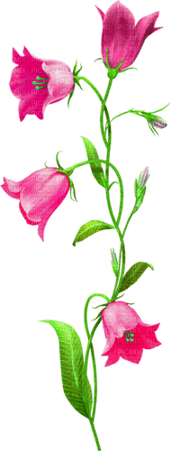Flowers.Pink - 免费PNG