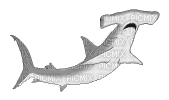 hammerhead shark png - Ingyenes animált GIF