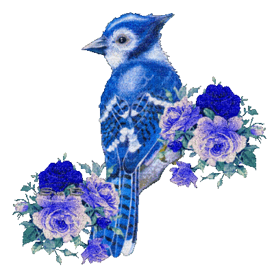 pajaro azul - Δωρεάν κινούμενο GIF