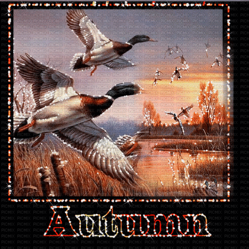 autumn automne herbst milla1959 - GIF animate gratis