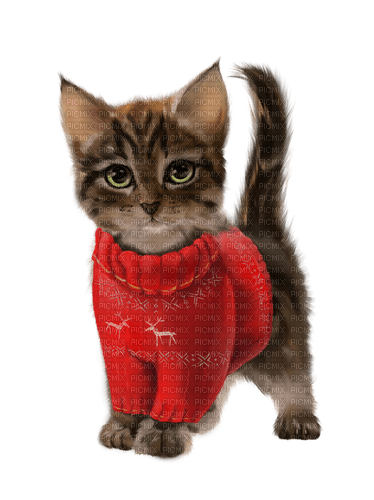Chat Brun Chandail rouge:) - png gratuito