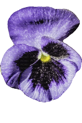 Purple Flower Pansy - GIF animado gratis