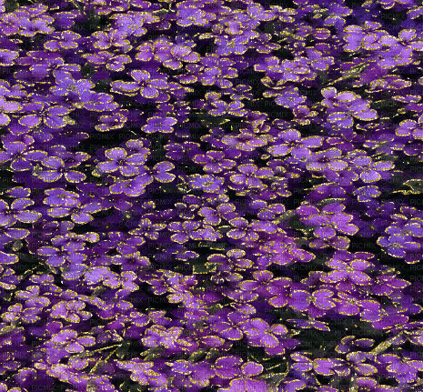purple flowers background - GIF animado grátis