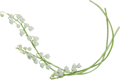 Muguet.Fleur blanche.Flower.Victoriabea - png ฟรี