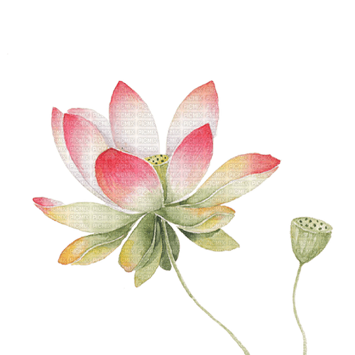 lotus flowers Bb2 - nemokama png