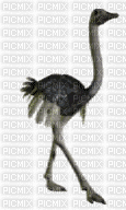 ostrich - Ingyenes animált GIF