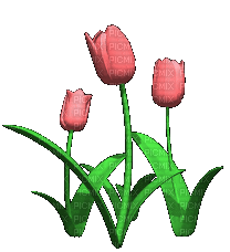 Flores Tulipán ...Gif - Besplatni animirani GIF