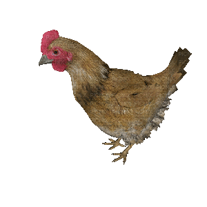 ANI--Chicken - Darmowy animowany GIF