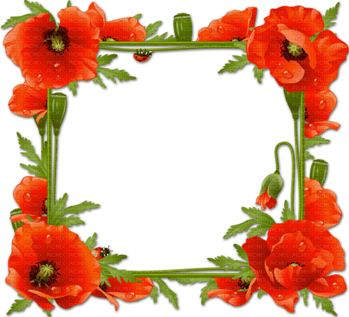 Cadre.Frame.Coquelicots.Poppies.Victoriabea - ilmainen png