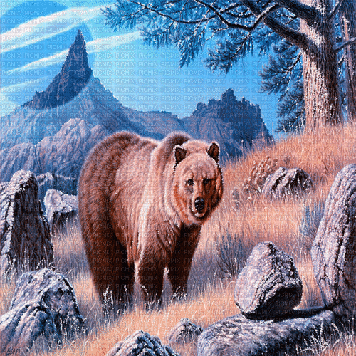 bär bear milla1959 - GIF animado grátis