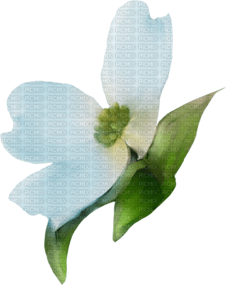 blomma-blå - PNG gratuit