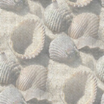 muschel shell shellfish coquille sea meer mer ocean océan ozean  fish  summer ete beach plage sand strand fond background image - Free PNG