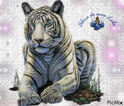 тигр - 免费动画 GIF