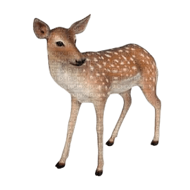 cerf fawn autumn reh deer herbst automne   animal    spring   tube - png grátis