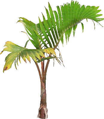 soave deco summer animated tropical tree palm