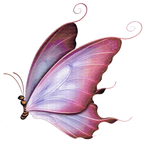 Butterfly - Nemokamas animacinis gif