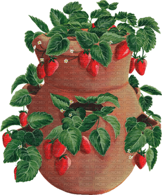 strawberry bp - PNG gratuit