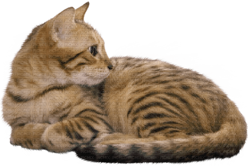 gala animals cat - darmowe png