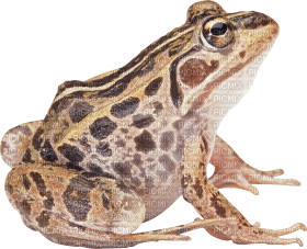 Kaz_Creations Frog Toad - nemokama png