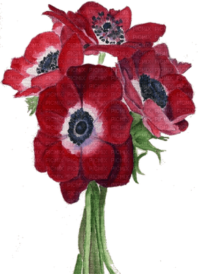 FLEUR BOUQUET FLOWER coquelicot poppy amapola BLUMEN SHEENA - png ฟรี