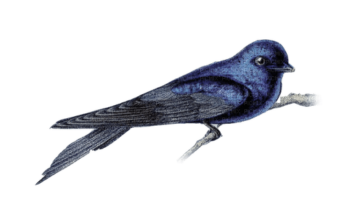 kikkapink winter bird blue deco - png gratuito