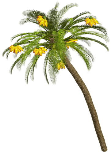 Palmera  con bananos - Free PNG