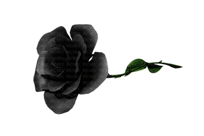 ruusu rose kukka fleur flower - png ฟรี