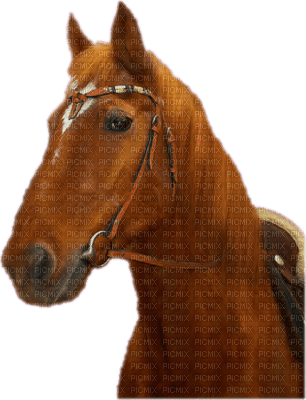 cheval - PNG gratuit