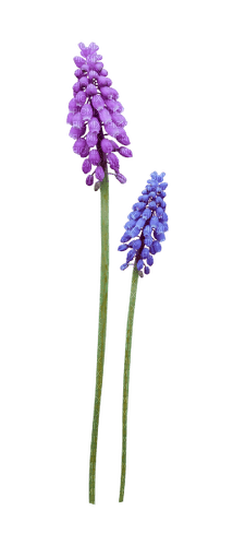 hyacinth Bb2 - kostenlos png