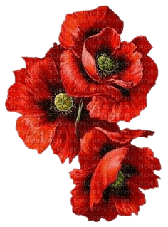 fleur pavots - png gratis