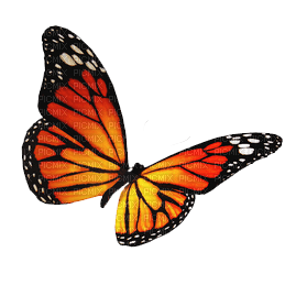 ✶ Butterfly {by Merishy} ✶ - darmowe png