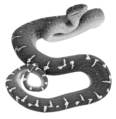 Schlange Snake - gratis png