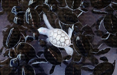 tortue albinos - 免费PNG