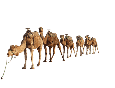 camel bp - Free PNG