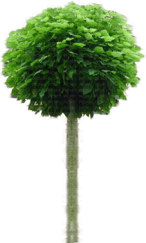 Baum - 無料png