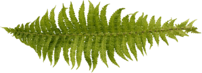 Tube Plante Verte - PNG gratuit