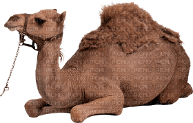 Kaz_Creations Camel - gratis png