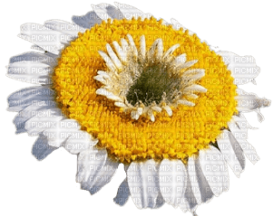 flover - Free PNG
