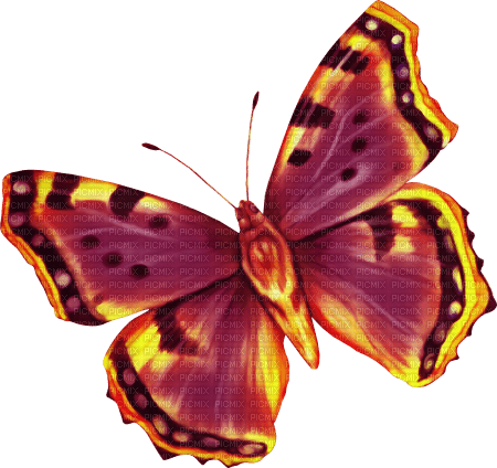 butterfly papillon schmetterling autumn - PNG gratuit