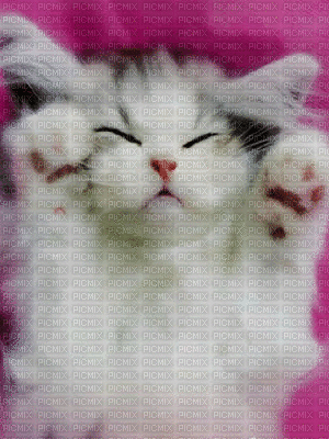 chat animé 1 - Ilmainen animoitu GIF