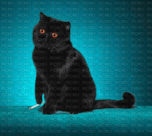 gatto - GIF animé gratuit