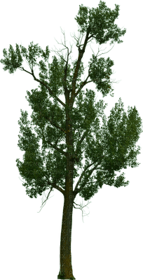puu, tree - besplatni png