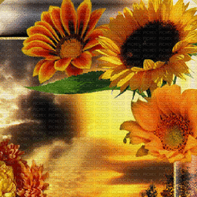 Sonnenblumen, tournesols, sunflowers - GIF animé gratuit