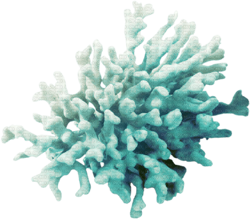 coral reef Bb2 - zadarmo png